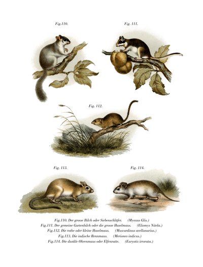 コモンヤマネ、1860 作： German School